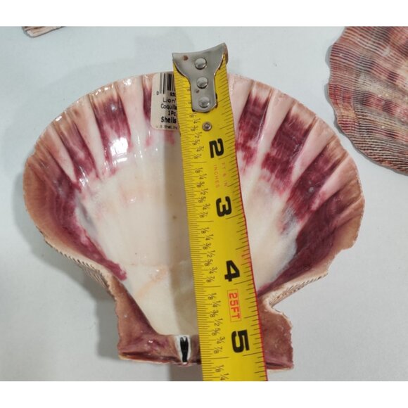 4 Pcs Large Great Scallop Sea Shells 5-5.5" Lion's Paw For Craft Fish Tank Decor - Picture 11 of 16